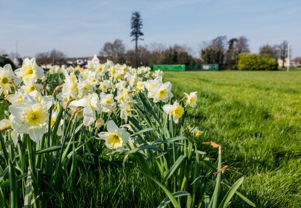 Blooming Daffodils