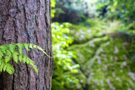 Bokeh Bark