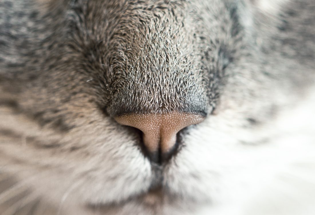 Free stock image of Cat Nose