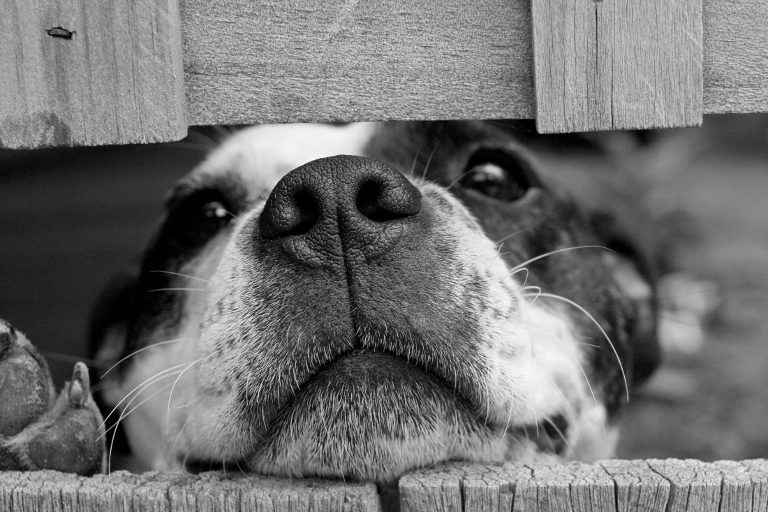 Free stock image of Black & White Puppy Dog