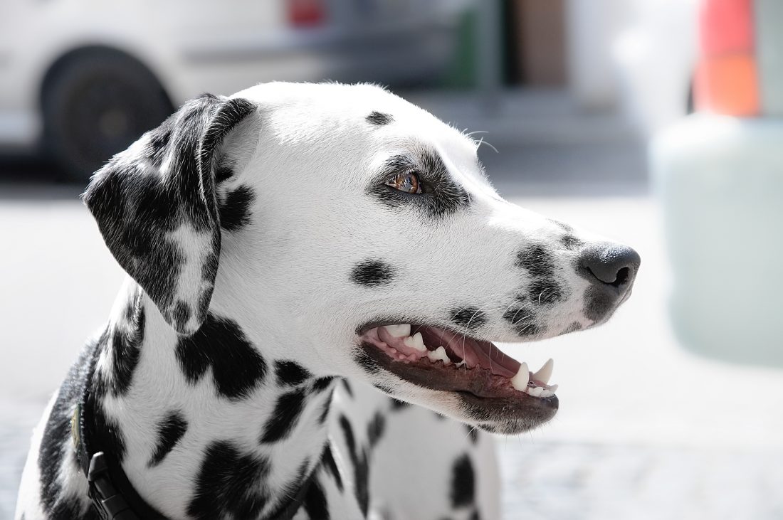Free stock image of Dalmatian Dog