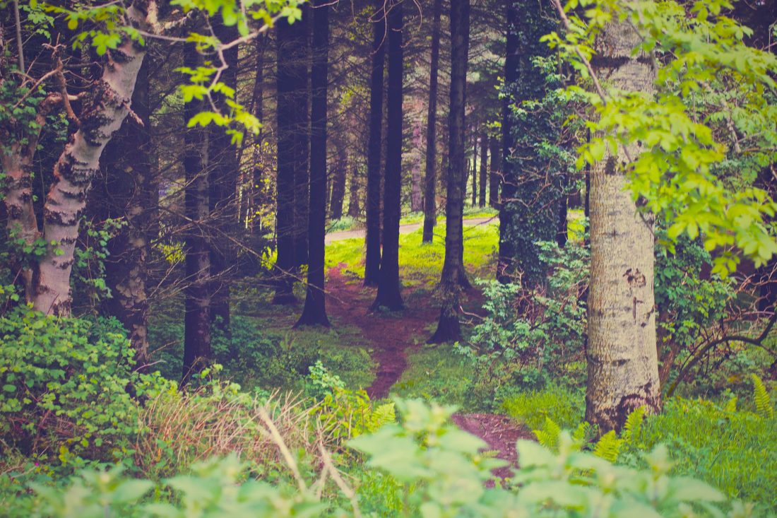 Free stock image of Dark Forest