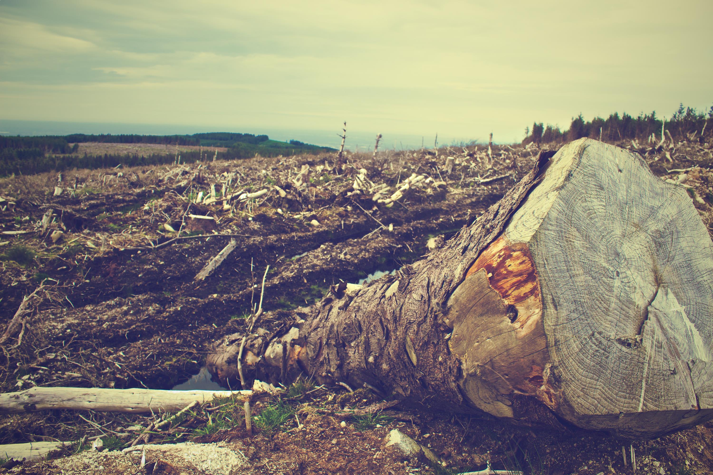 Человек разрушает общество. Вырубка лесов. Вырубленные деревья. Вырубка лесов в России. Разрушение природы.