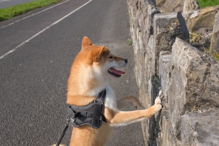 Dog Jumping Wall