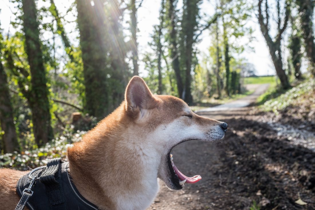 Free stock image of Dog Yawning