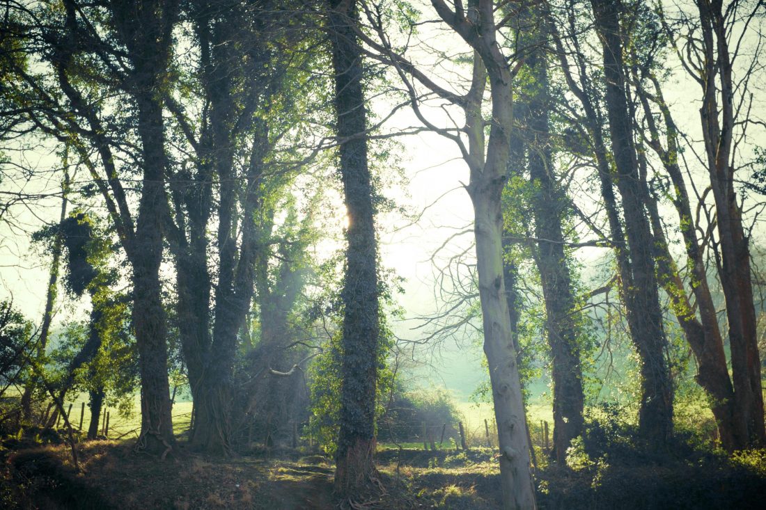 Free stock image of Enchanted Forest