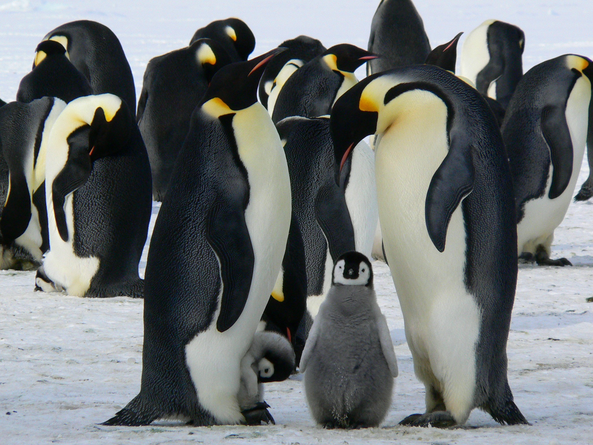 Где есть пингвины. Императорский Пингвин в Антарктиде. Королевский Пингвин в Антарктиде. Императорский Пингвин и Королевский Пингвин. Животные Антарктиды Императорский Пингвин.