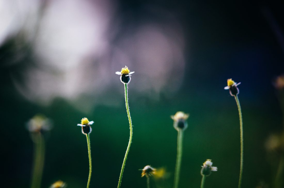 Flowers Growing in Garden - Spring Photos