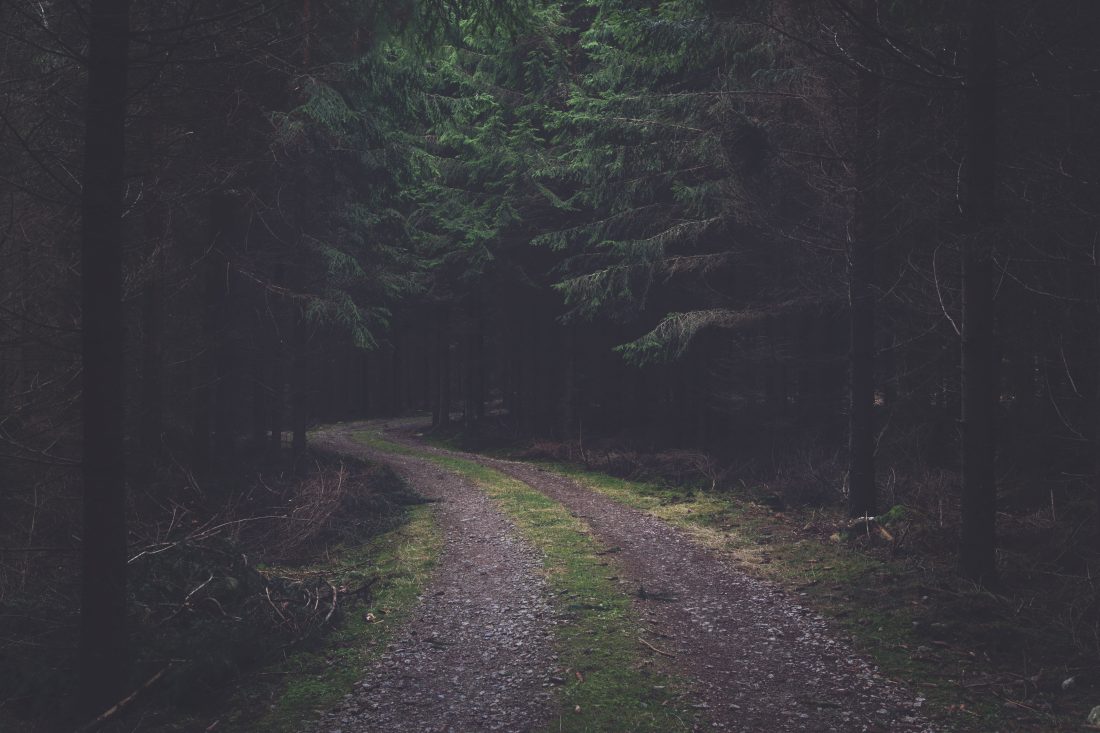 Free stock image of Desolate Forest Road