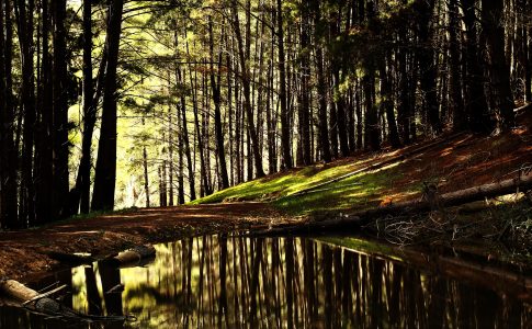 Forest Stream