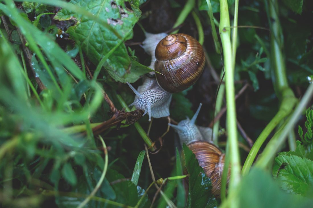 Free stock image of Garden Snails on Leaves