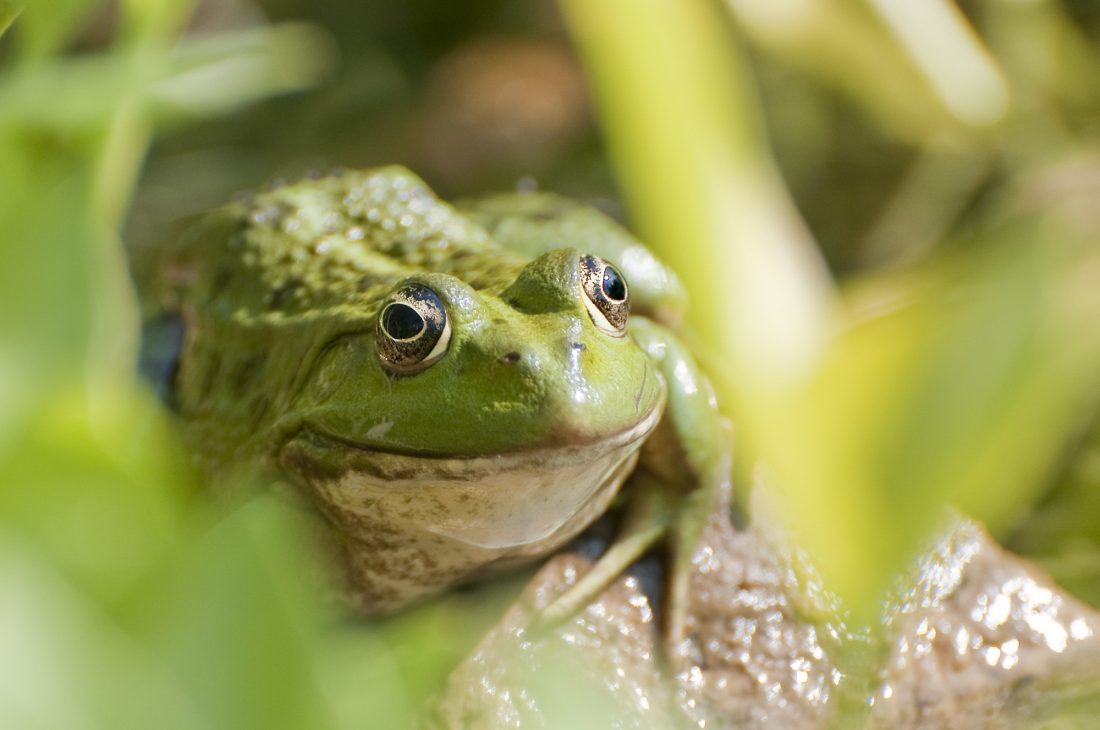 Free stock image of Green Frog