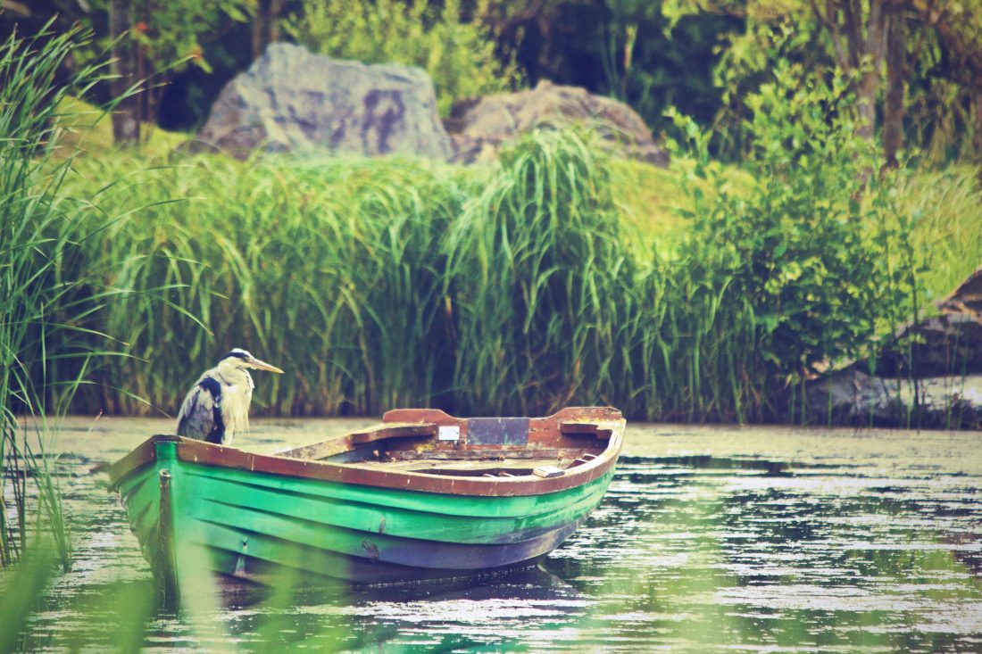 Free stock image of Heron in a Boat