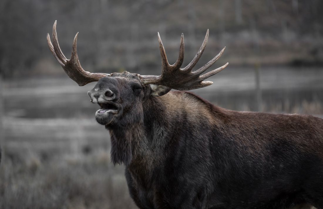 Free stock image of Large Moose