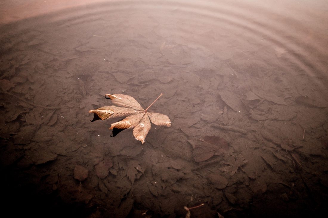 Free stock image of Leaf With Water Ripple