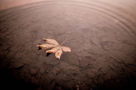 Leaf With Water Ripple