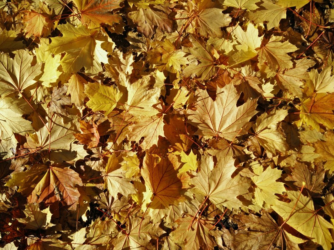 Free stock image of Leaves in Autumn Fall
