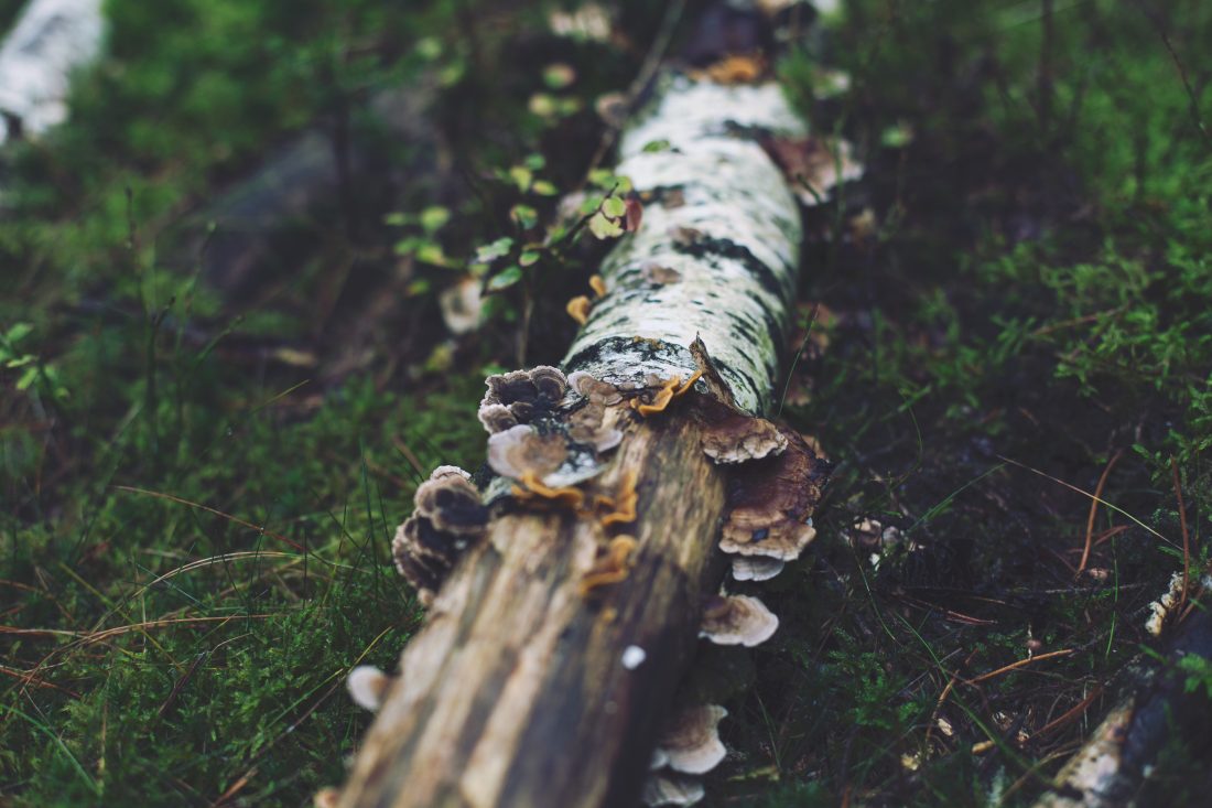 Free stock image of Old Worn Wood