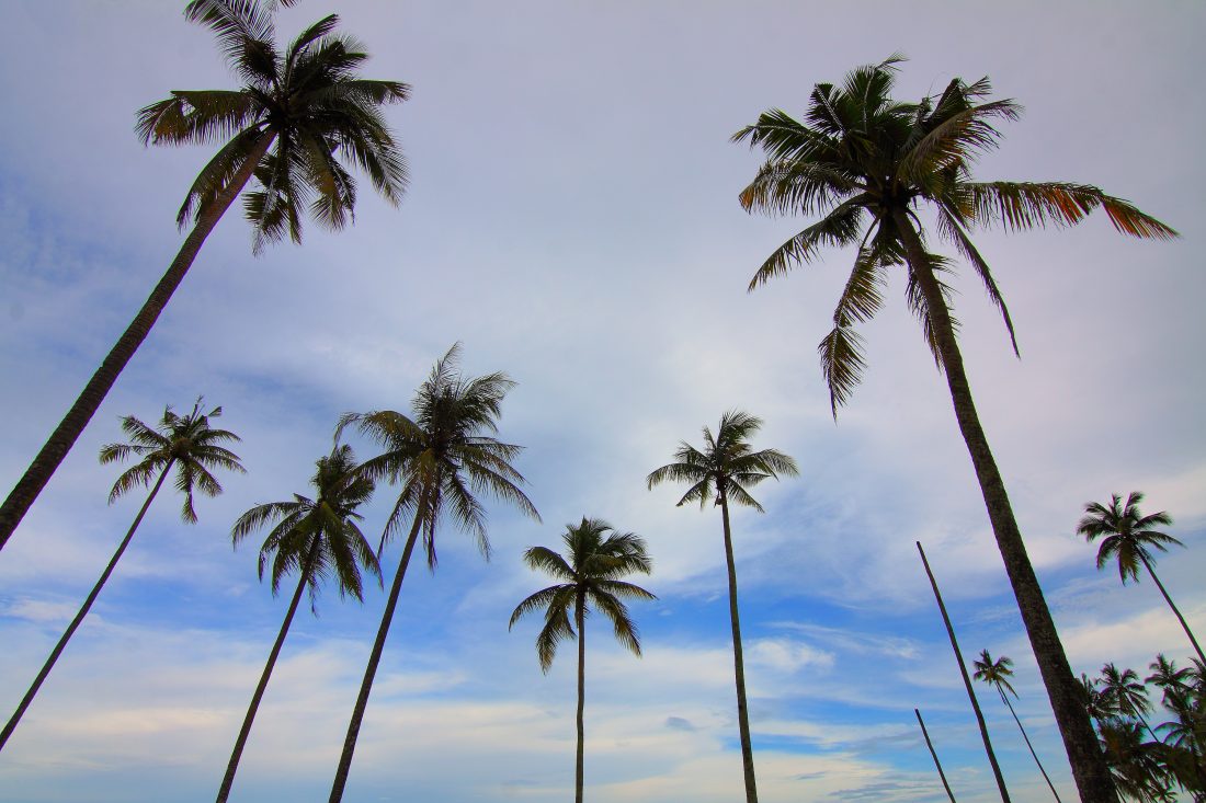 Free stock image of Palm Trees