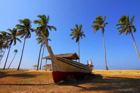 Palm Trees & Boat