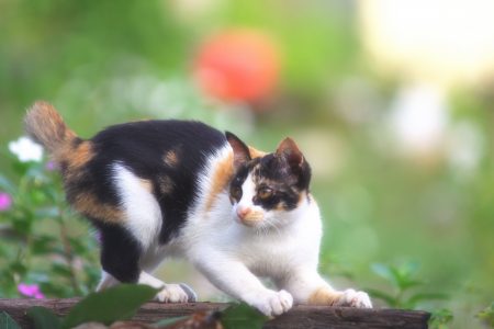 Pet Cat in Garden