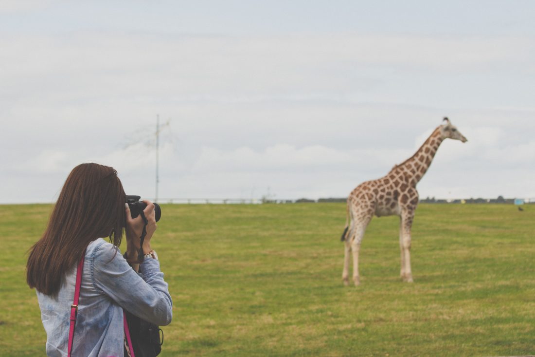 Free stock image of Photographing a Giraffe
