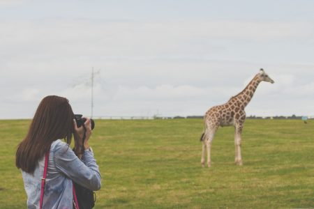 Photographing a Giraffe