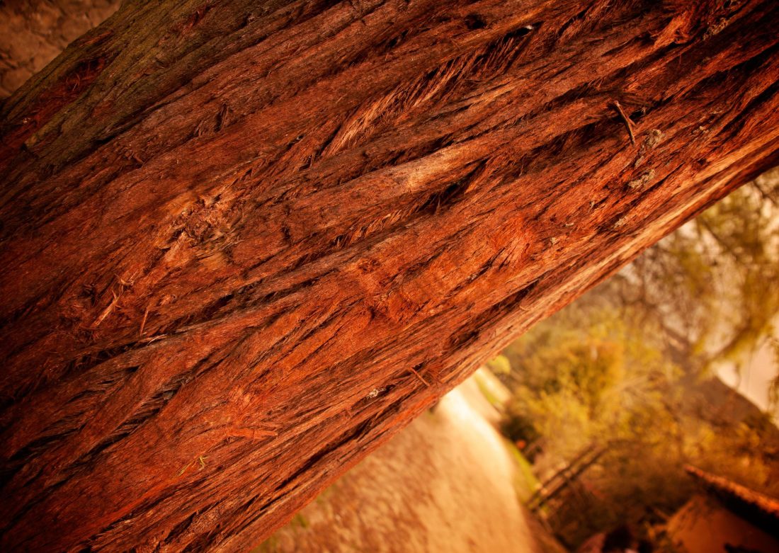 Free stock image of Red Bark