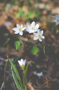 White Flowers in Spring