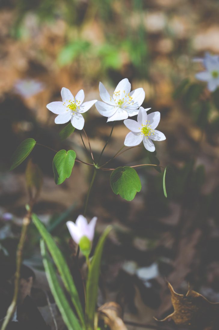 Free stock image of White Flowers in Spring