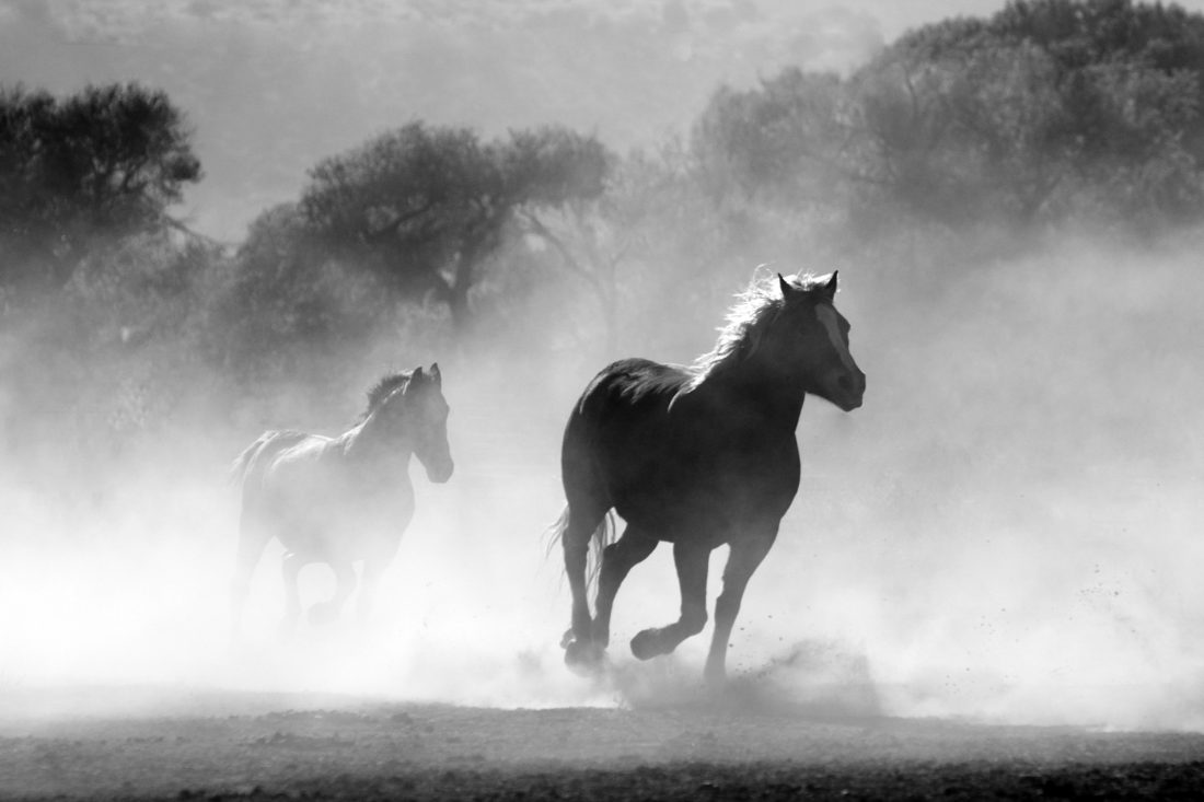 Free stock image of Running Horses