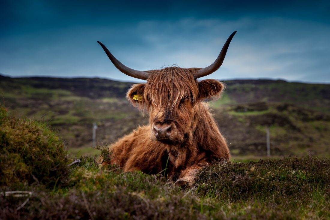 Free stock image of Scottish Cow