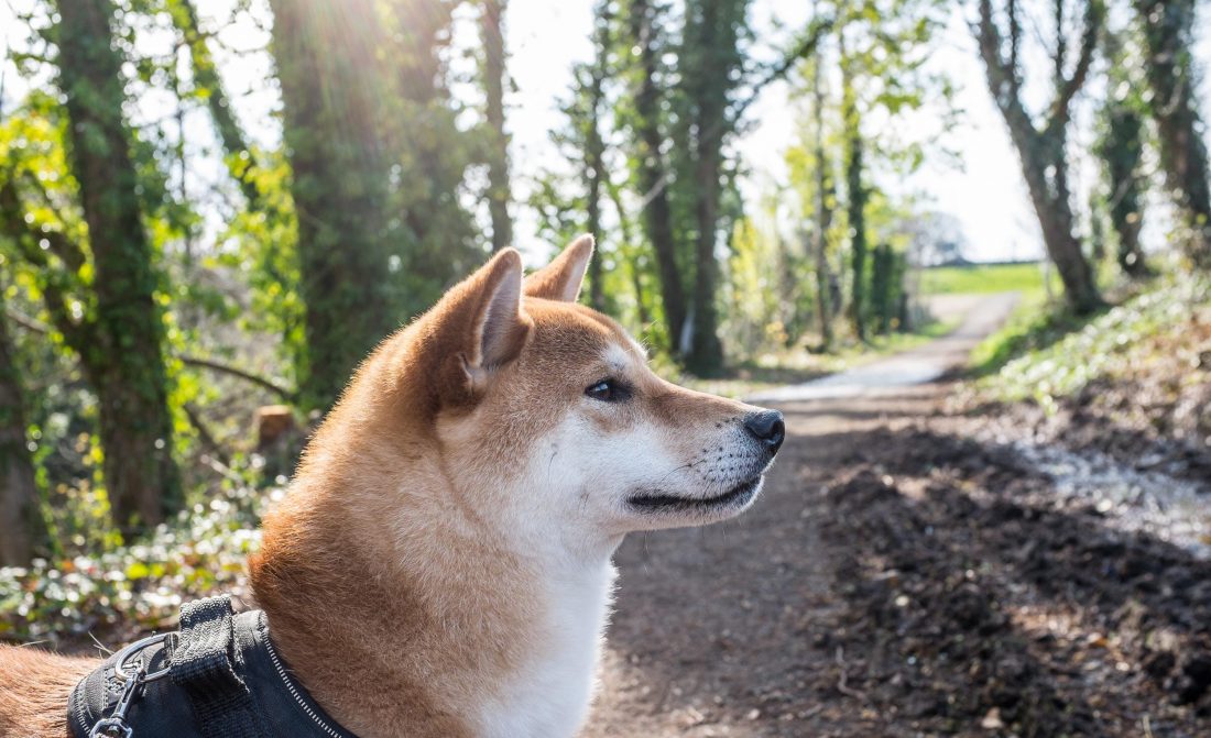 Free stock image of Shiba Inu – Forest Dog Walk