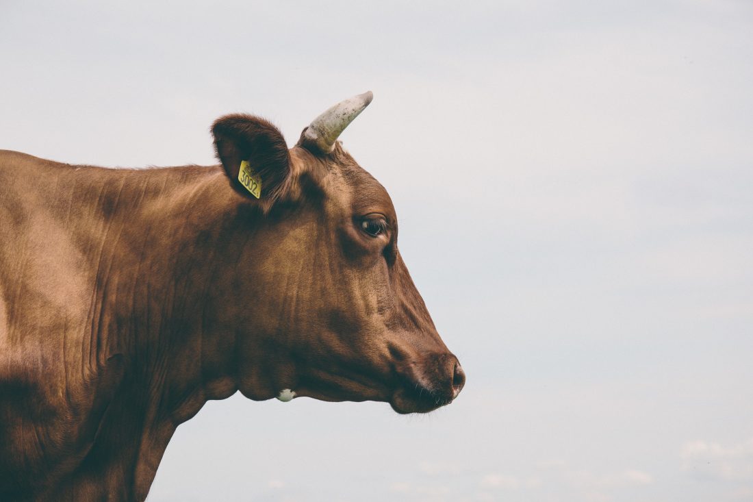 Free stock image of Side View of Brown Cow