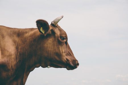 Side View of Brown Cow