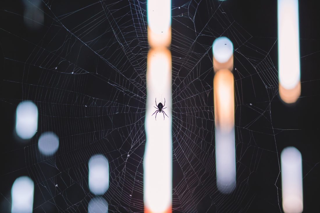 Free stock image of Spider on Web