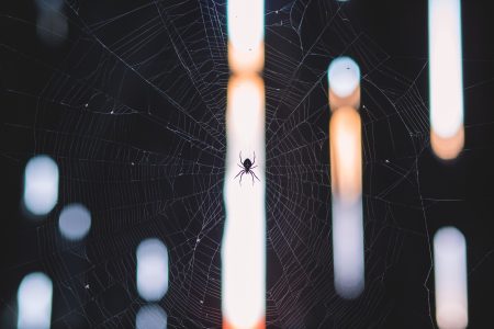 Spider on Web