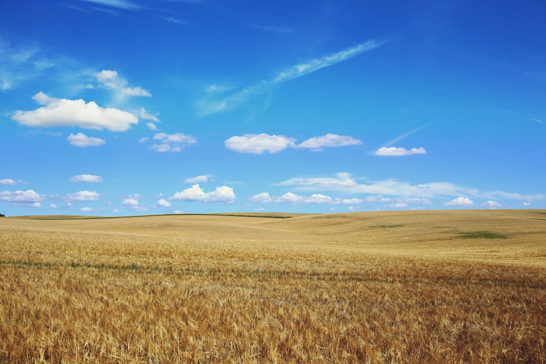 Free stock image of Summer Field & Blue Sky