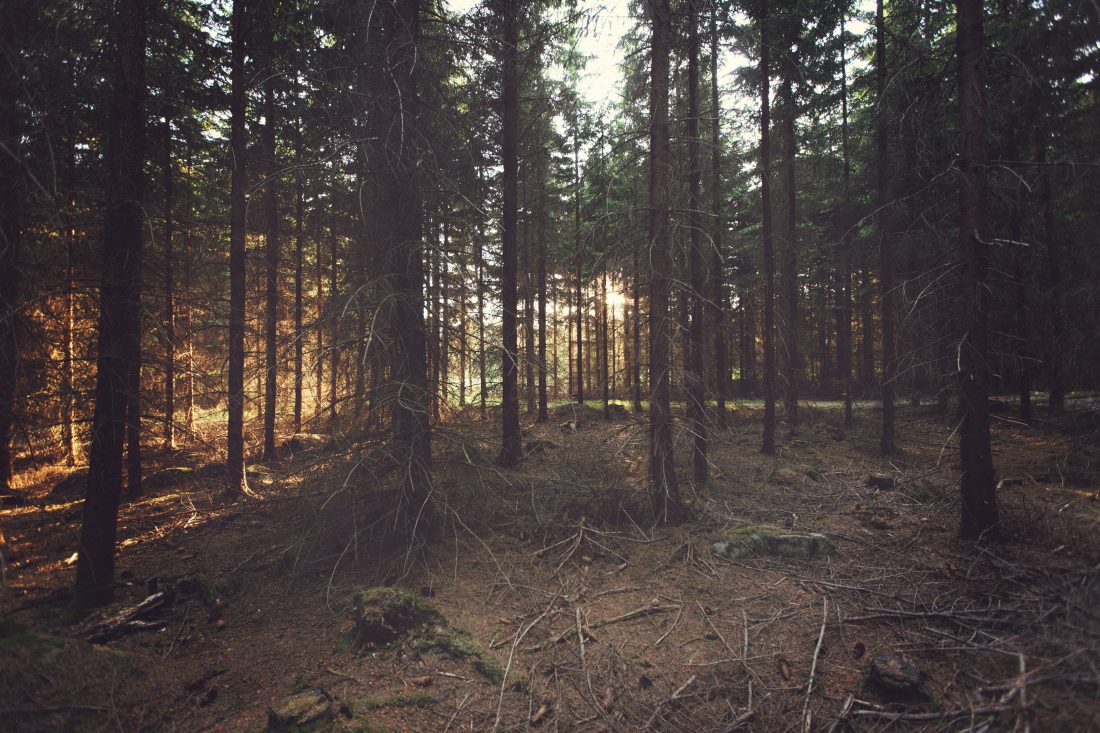 Free stock image of Sunlight Trough Trees
