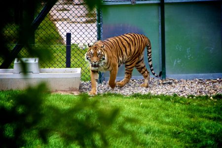 Tiger Stare