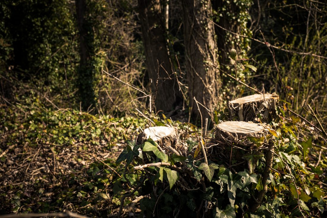 Tree Stump in the Forest