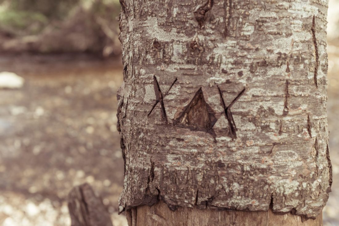 Free stock image of Tree Trunk Engraved