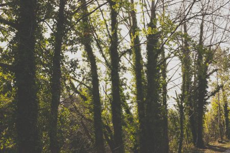 Green Trees in Forest