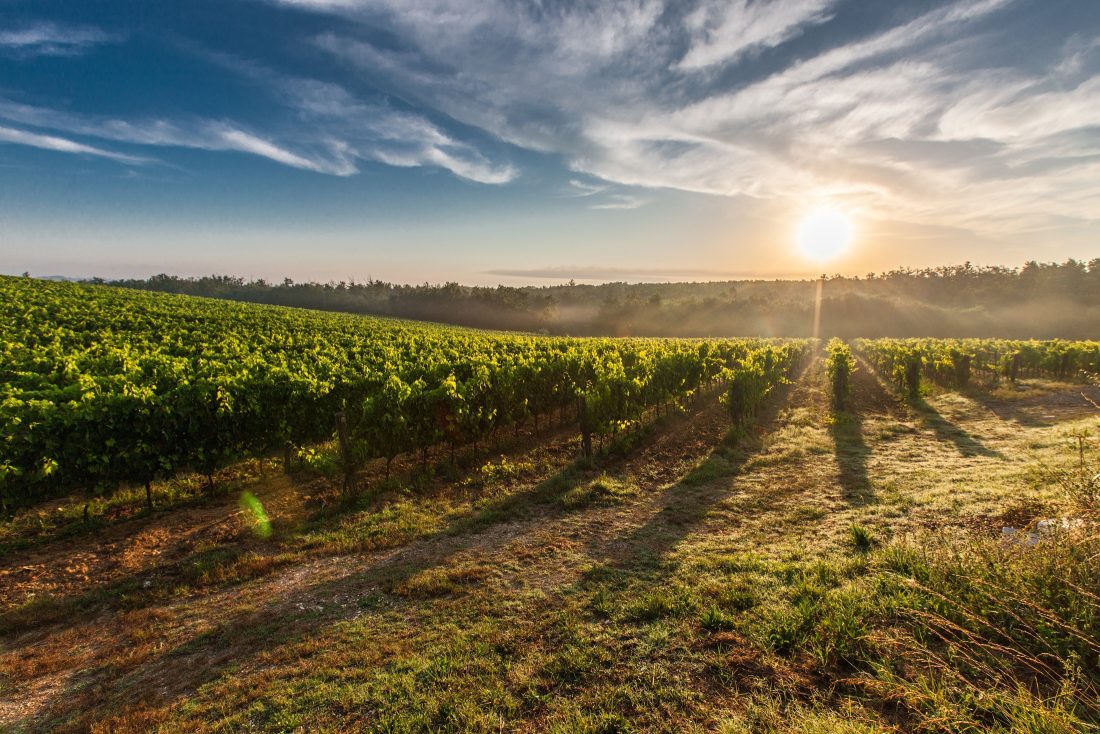 Free stock image of Tuscany Vineyards