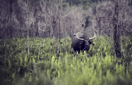 Water Bison