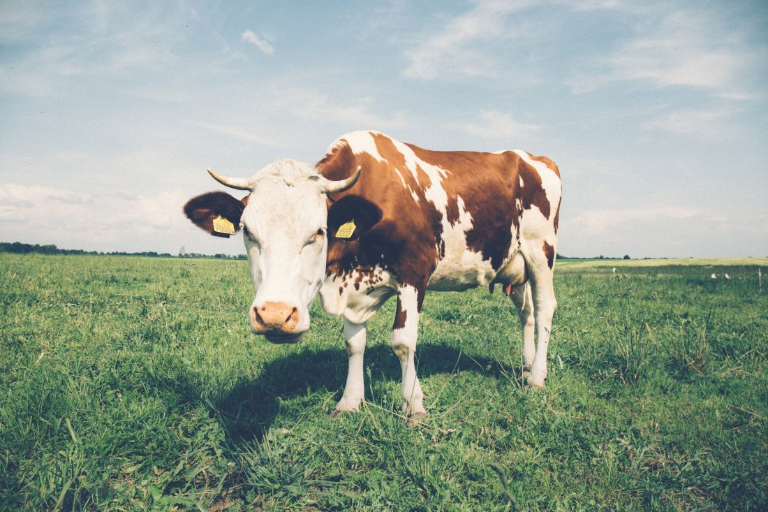 Free stock image of White & Brown Cow in Field