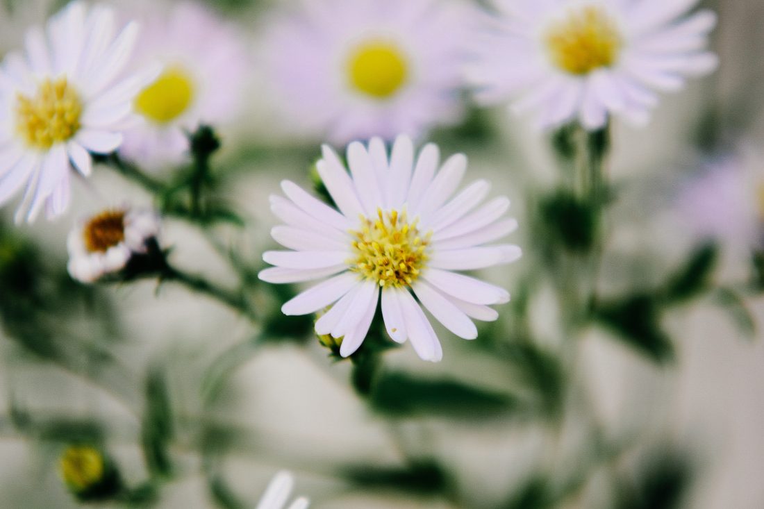 Free stock image of White Flowers