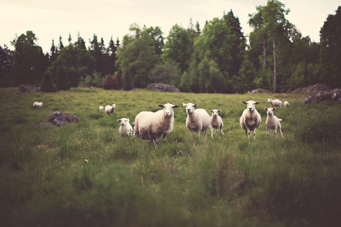 Free stock image of White Sheep in Field
