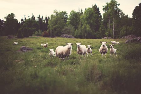 White Sheep in Field