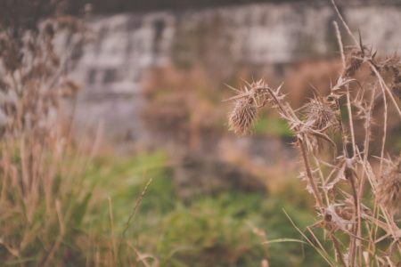 Withering Plant in Autumn